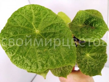 Бегония Sudjanae 20072021